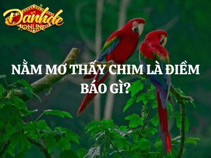 Mơ Thấy Chim Đánh Con Gì? Giải Mã Điềm Báo Và Số May Mắn