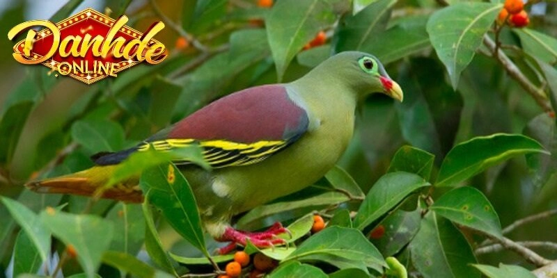 Những Lưu Ý Quan Trọng Khi Áp Dụng Số Mơ Thấy Chim