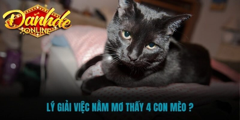 Mơ thấy mèo đánh con gì? Giải mã theo tâm linh và con số